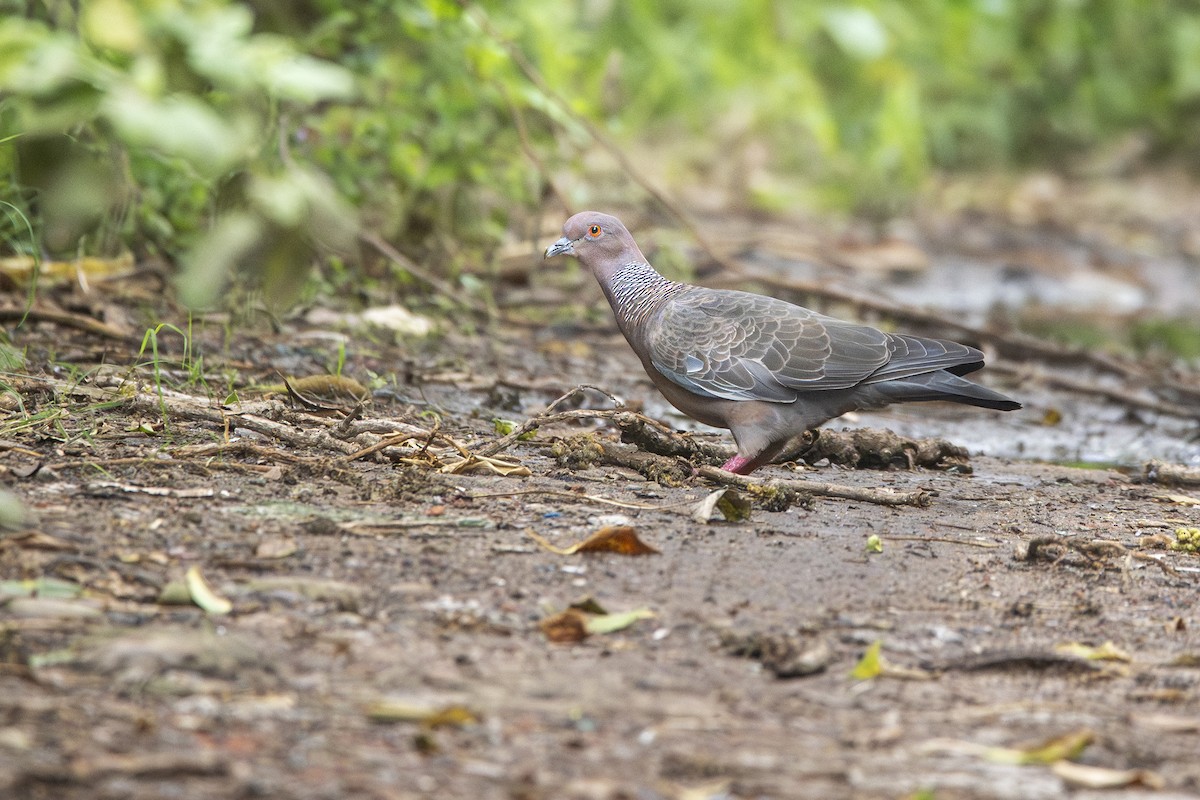 Pigeon picazuro - ML631622125