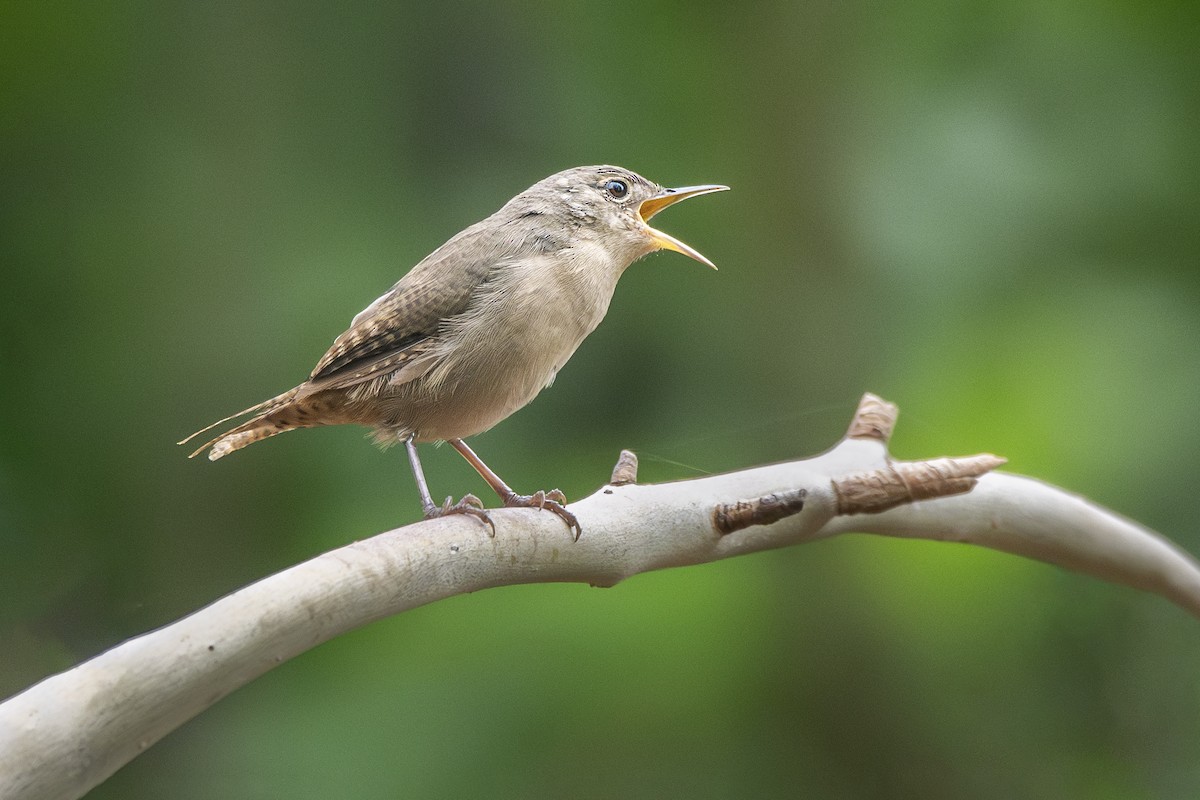 Troglodyte austral - ML631622150