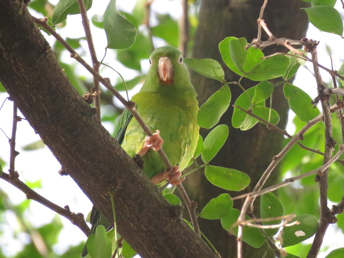 ミドリインコ - ML631622191