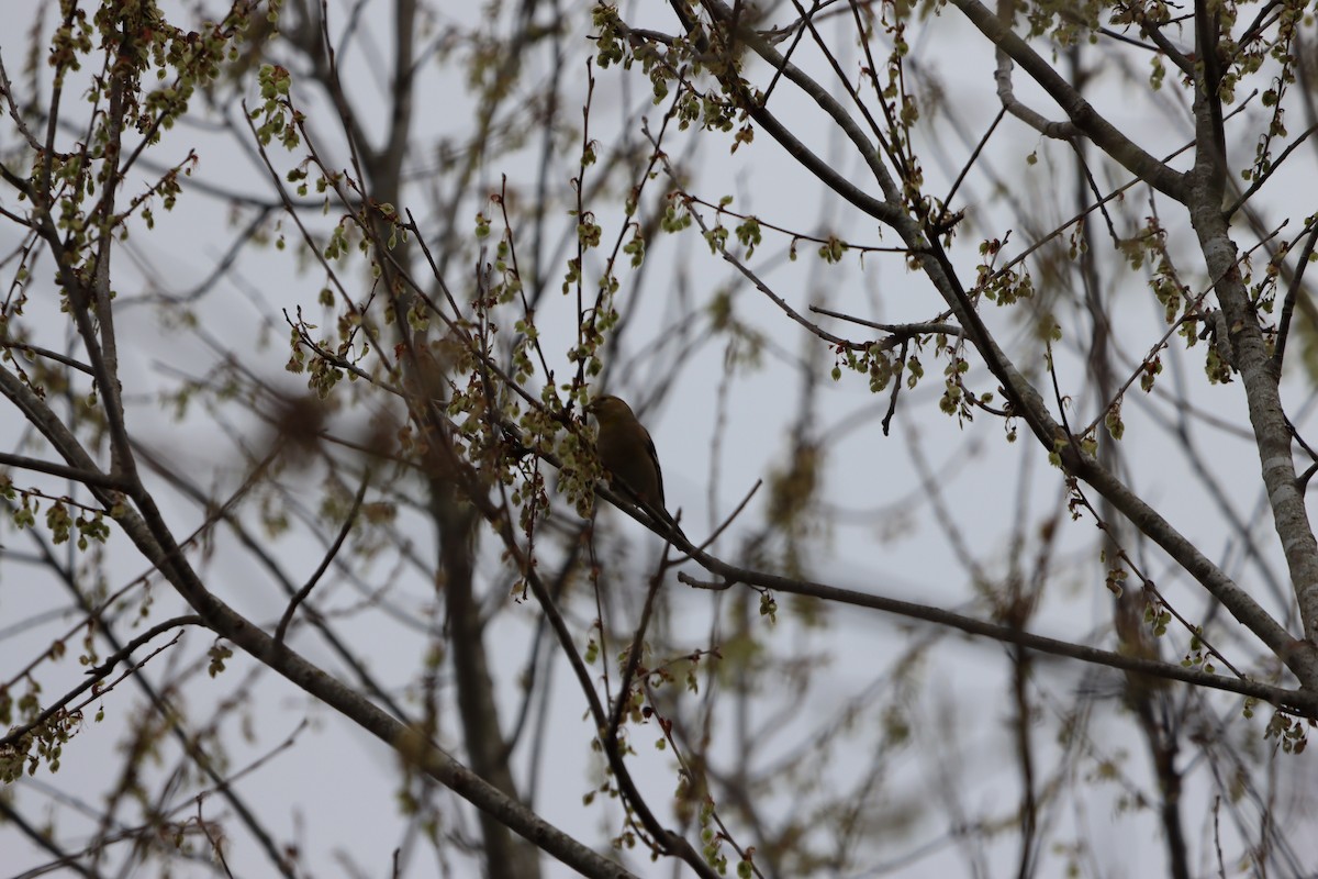 gulstillits - ML631622192