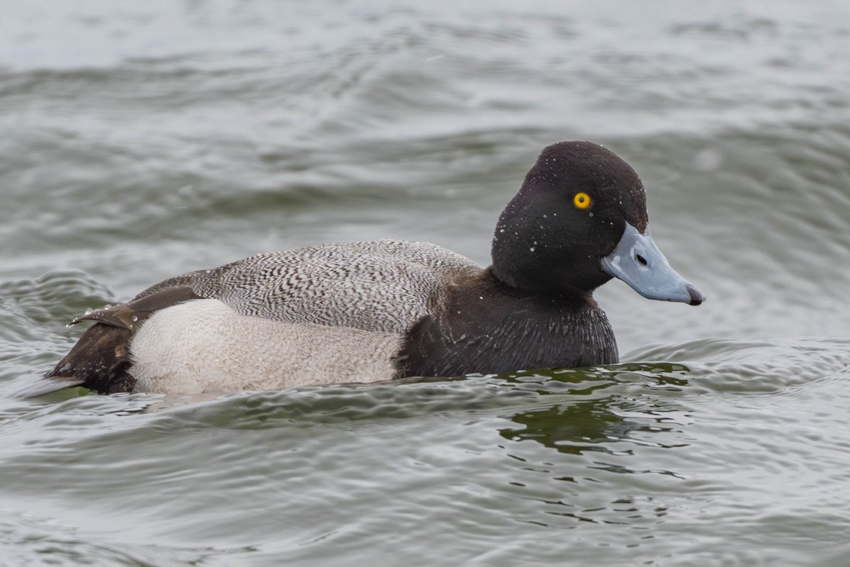 Lesser Scaup - ML631622195