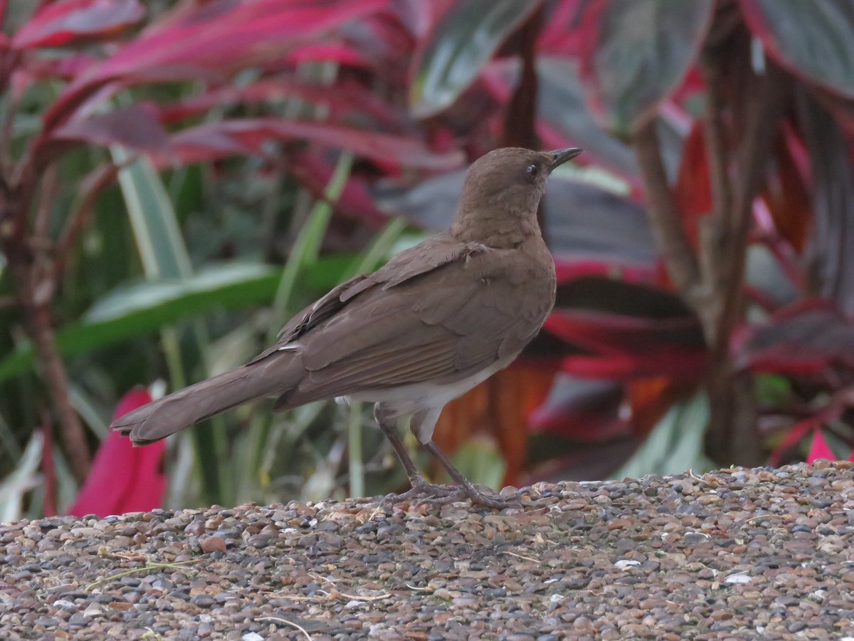 ハシグロムジツグミ - ML631622204