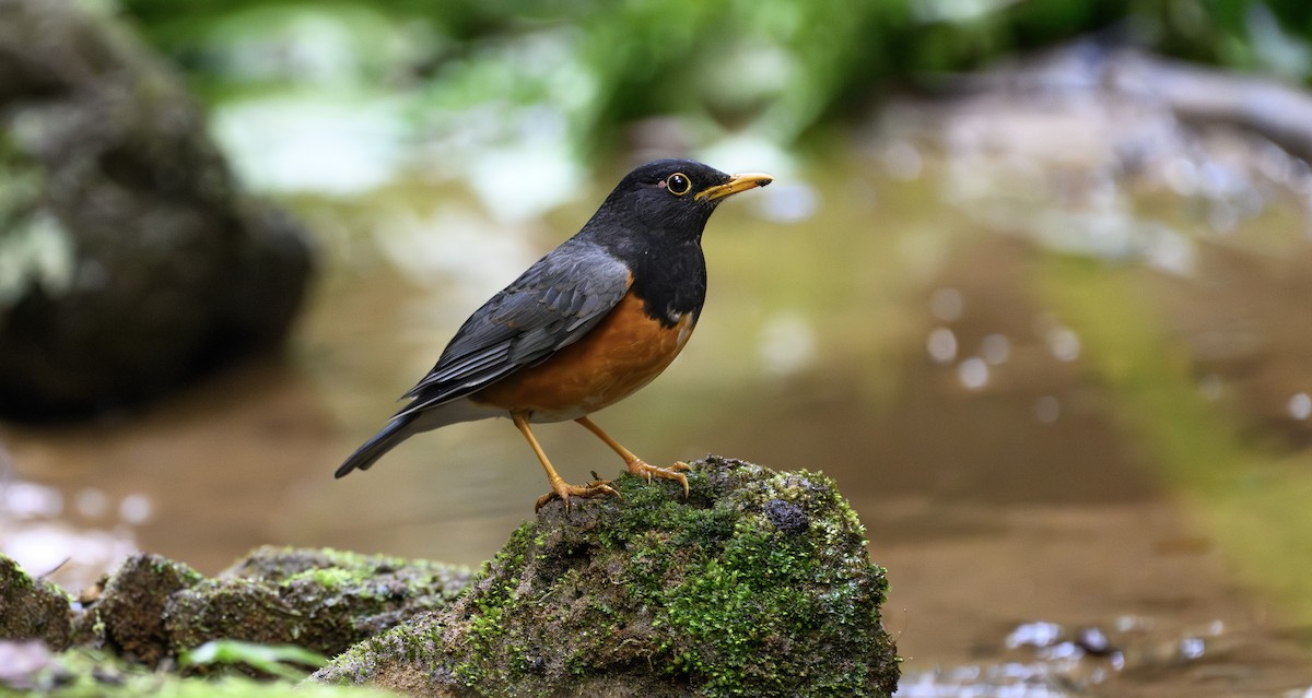 Black-breasted Thrush - ML631622240