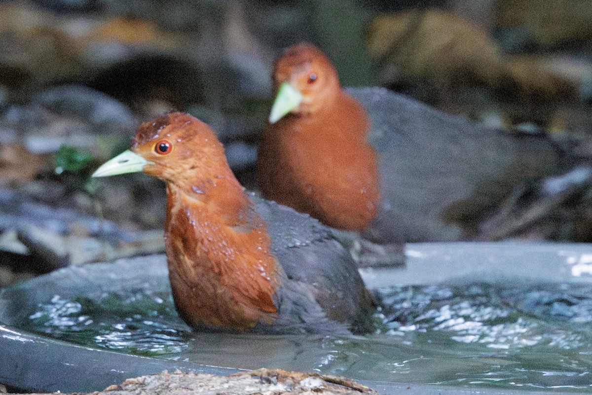 Red-necked Crake - ML631622384