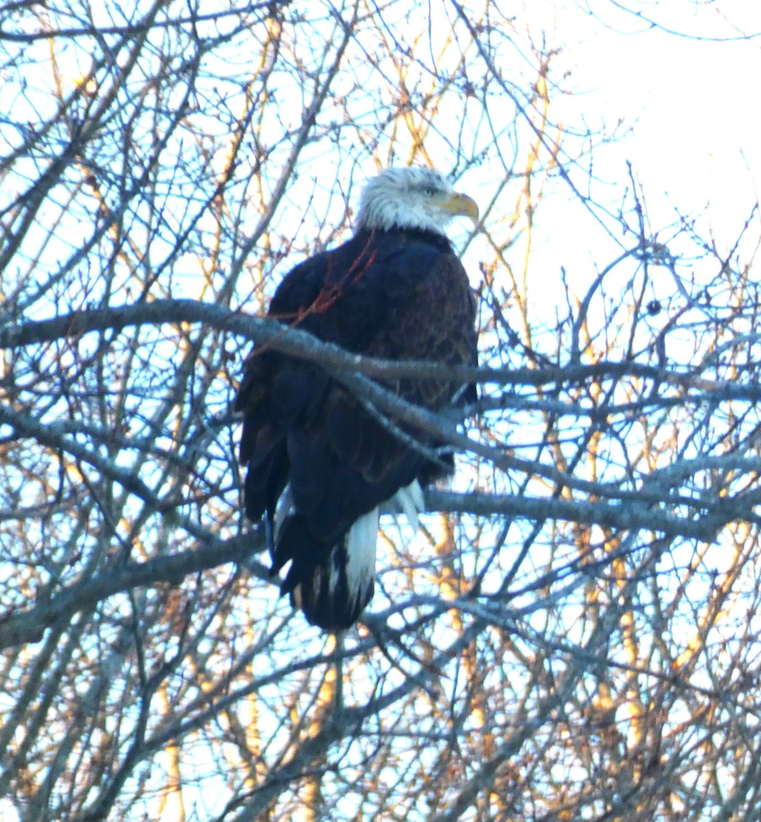 Bald Eagle - ML631622413
