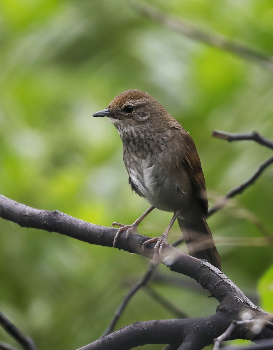 Barratt's Warbler - ML631622449