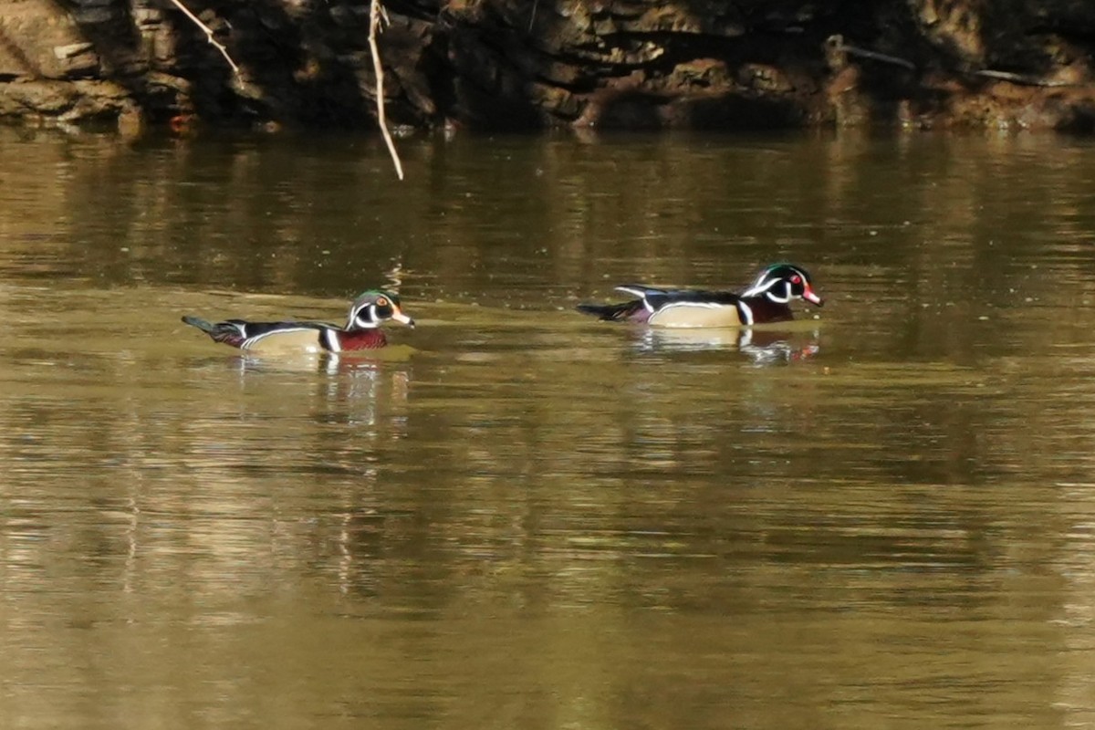 Wood Duck - ML631622480