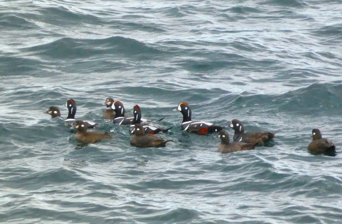 Harlequin Duck - ML631622486