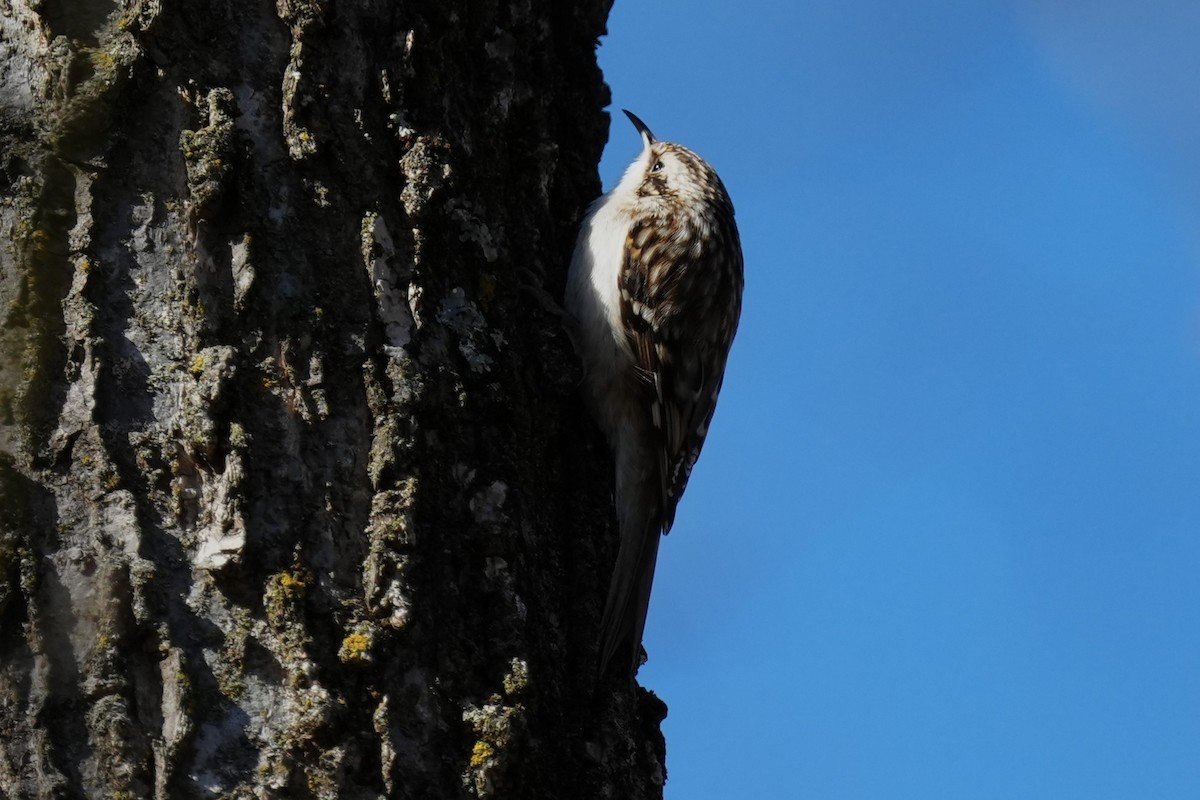 Brown Creeper - ML631622492