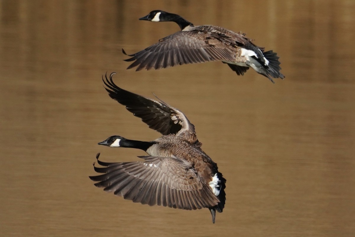 Canada Goose - ML631622507