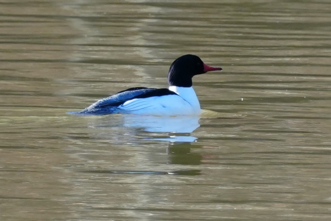 Common Merganser - ML631622527