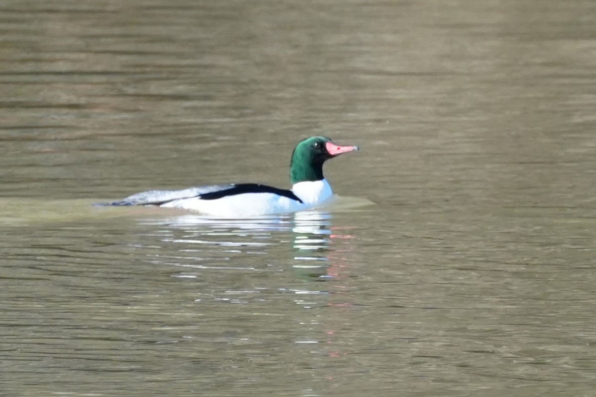 Common Merganser - ML631622528
