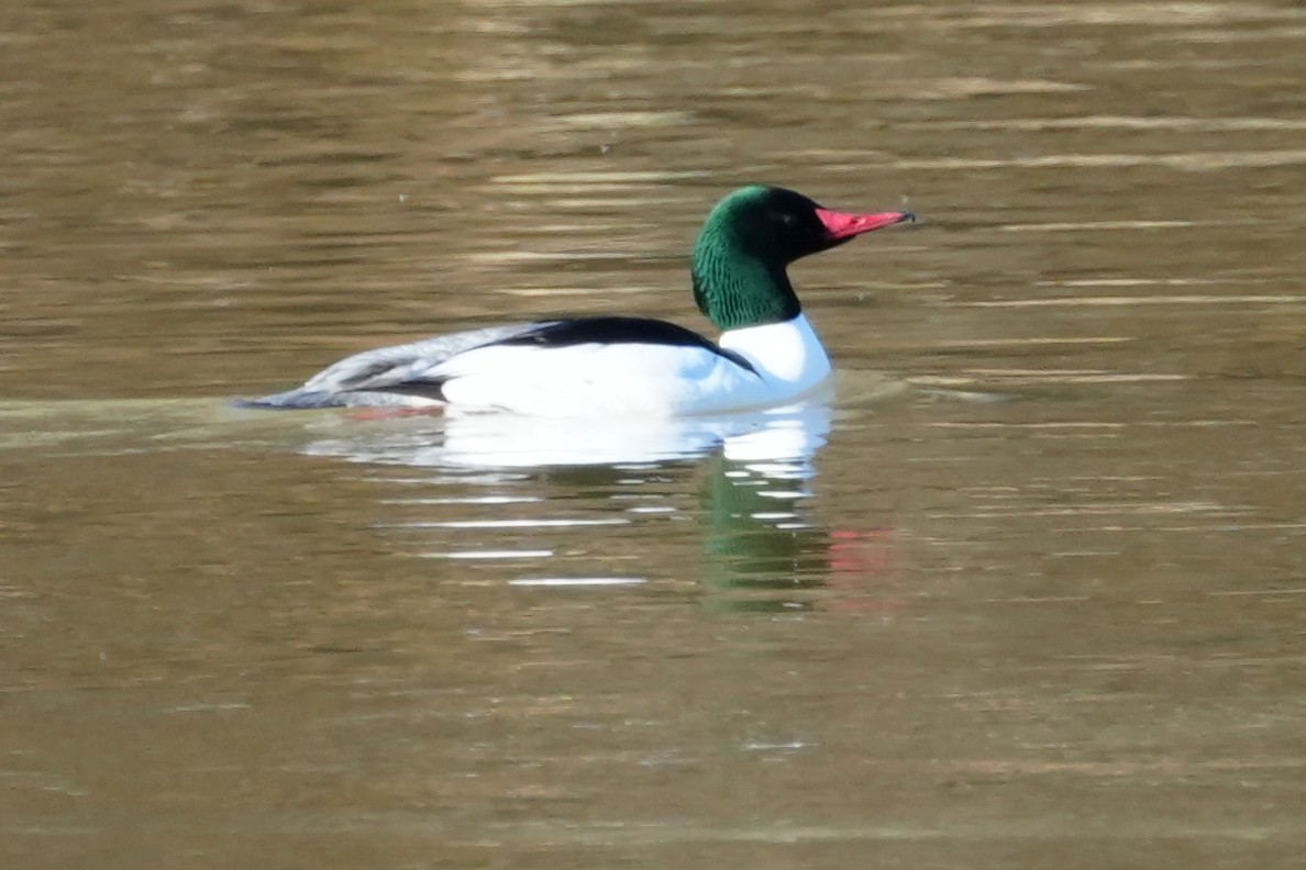 Common Merganser - ML631622529
