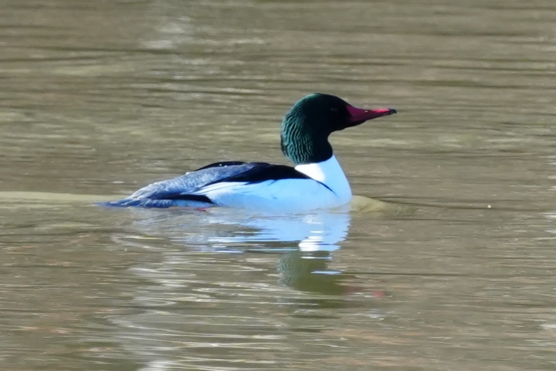 Common Merganser - ML631622530