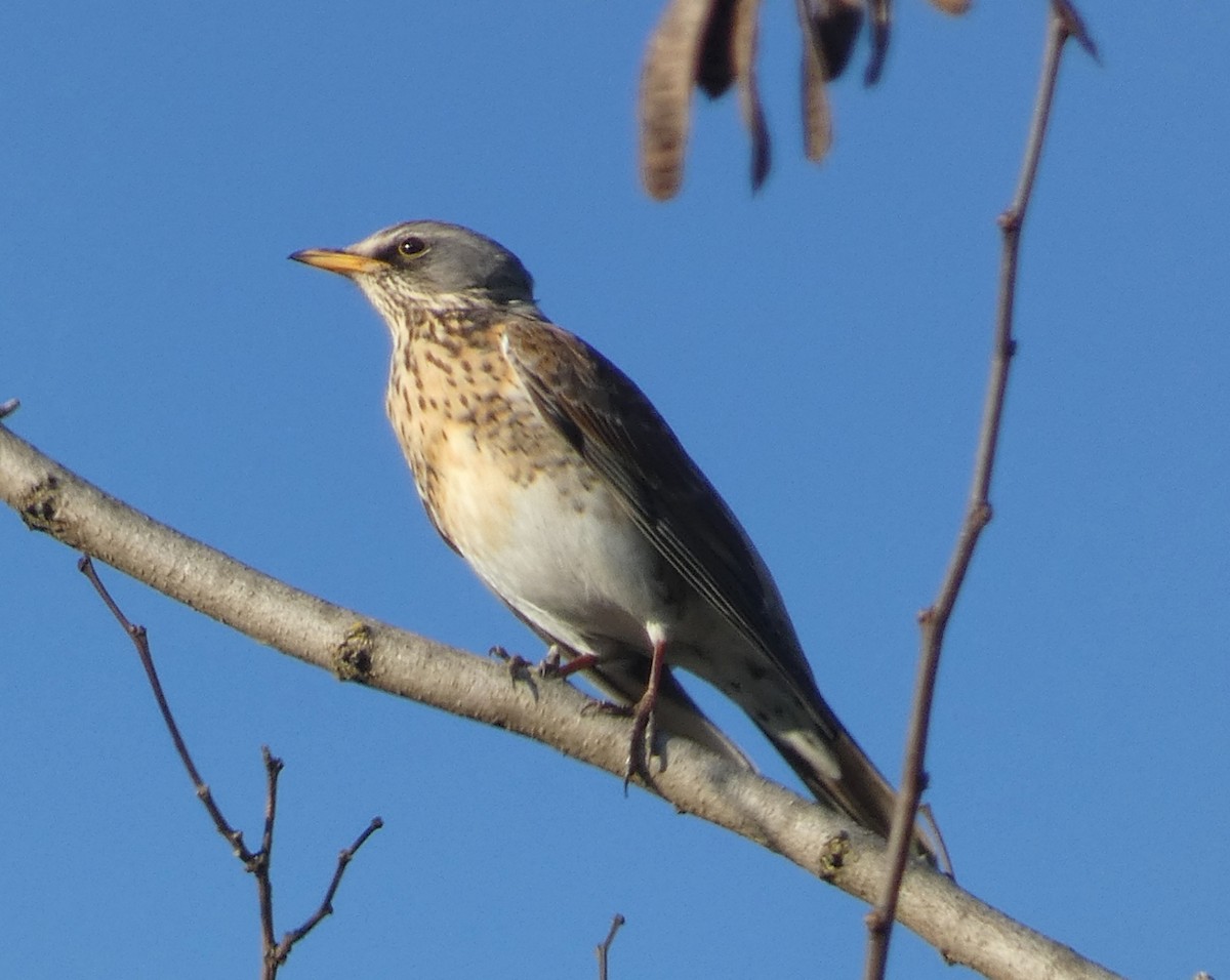 Fieldfare - ML631622605