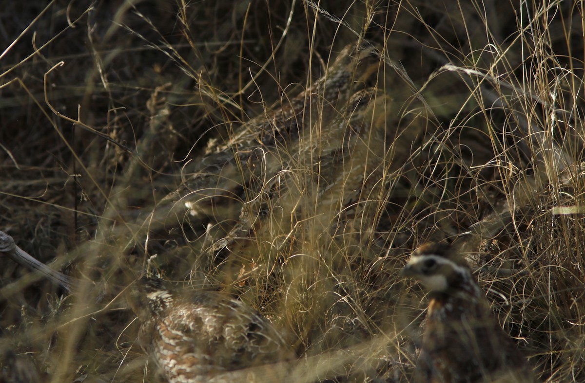Northern Bobwhite - ML631622607