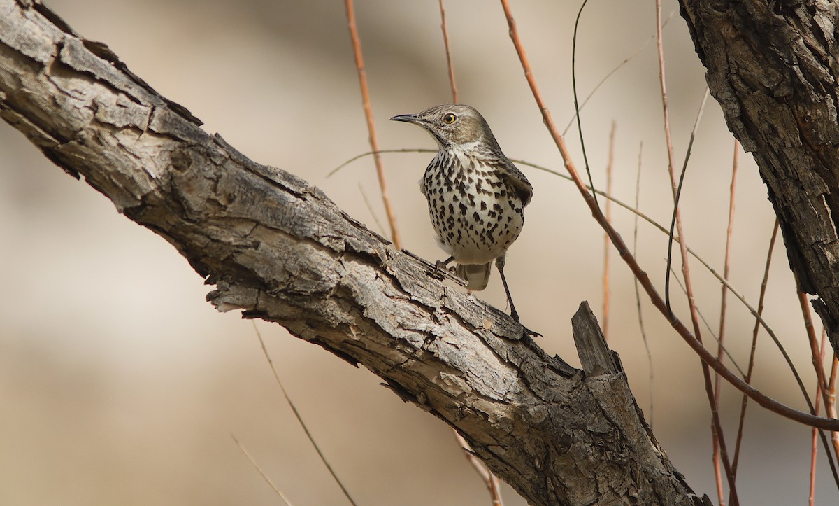 Sage Thrasher - ML631622622