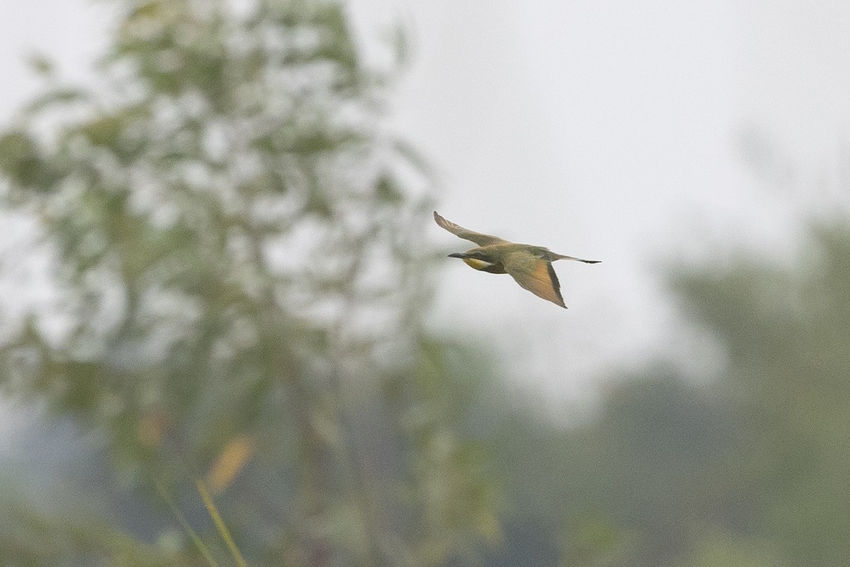 Blue-breasted Bee-eater - ML631622804