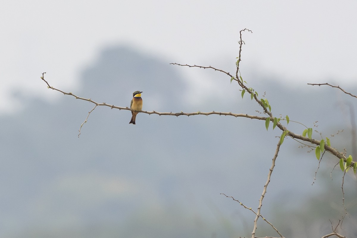 Blue-breasted Bee-eater - ML631622805