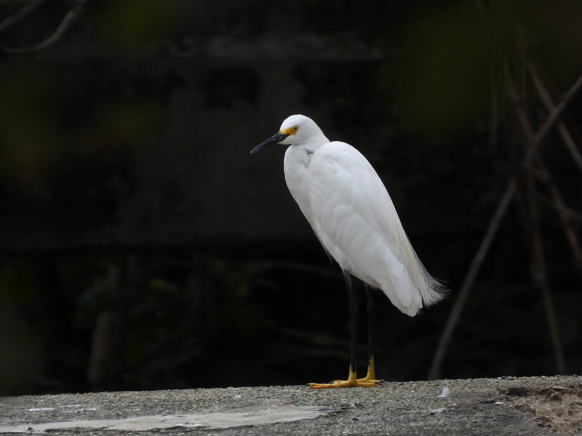 Snowy Egret - ML631622893