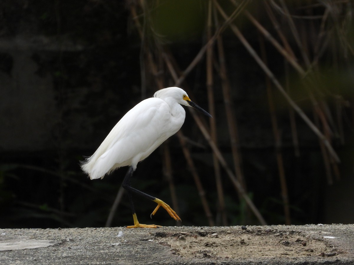 Snowy Egret - ML631622894