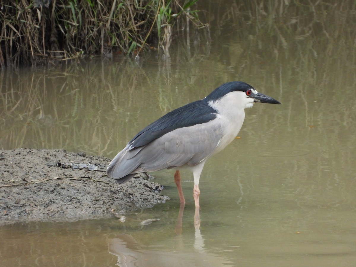 Black-crowned Night Heron - ML631622986