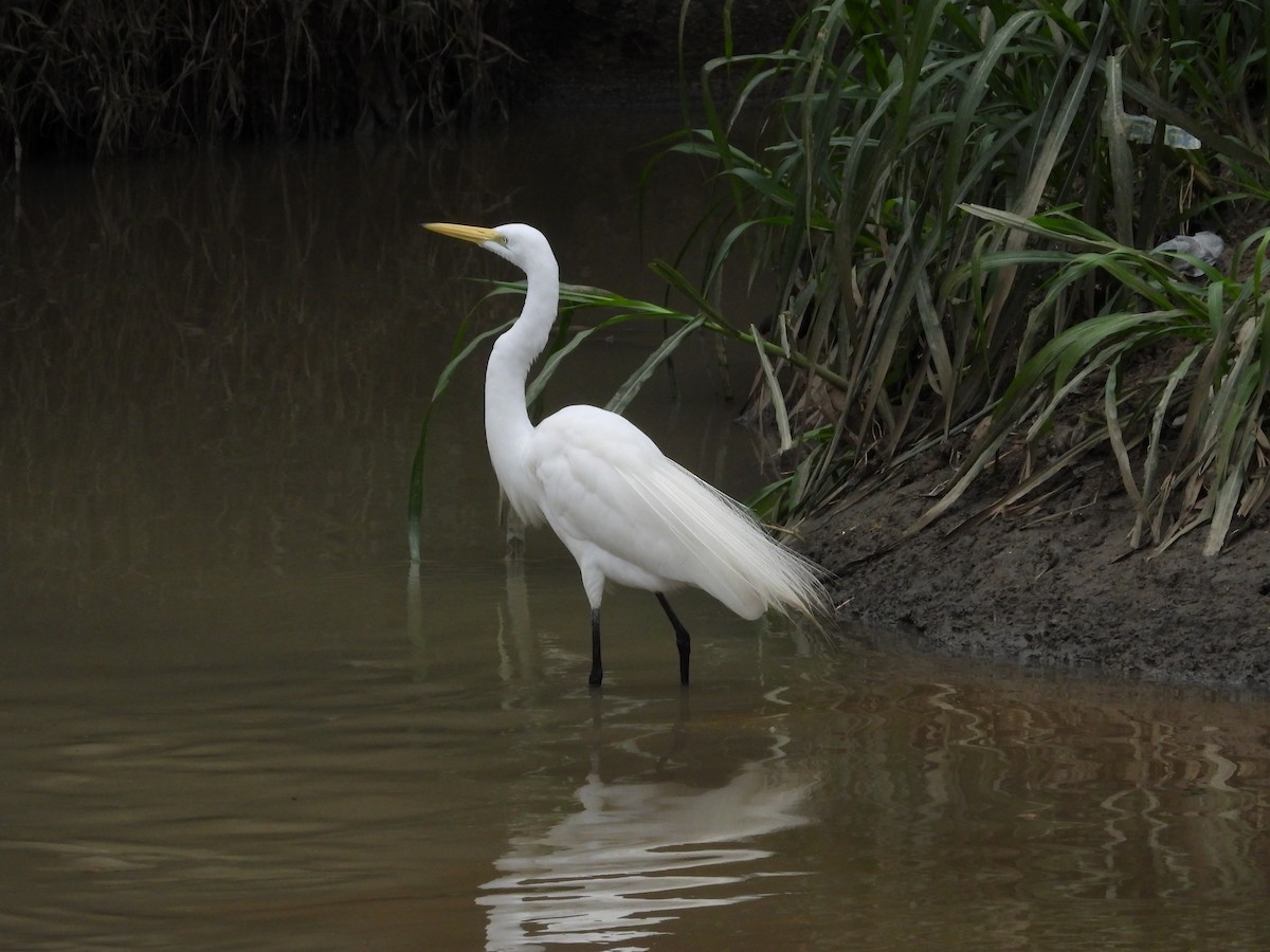 Great Egret - ML631623002