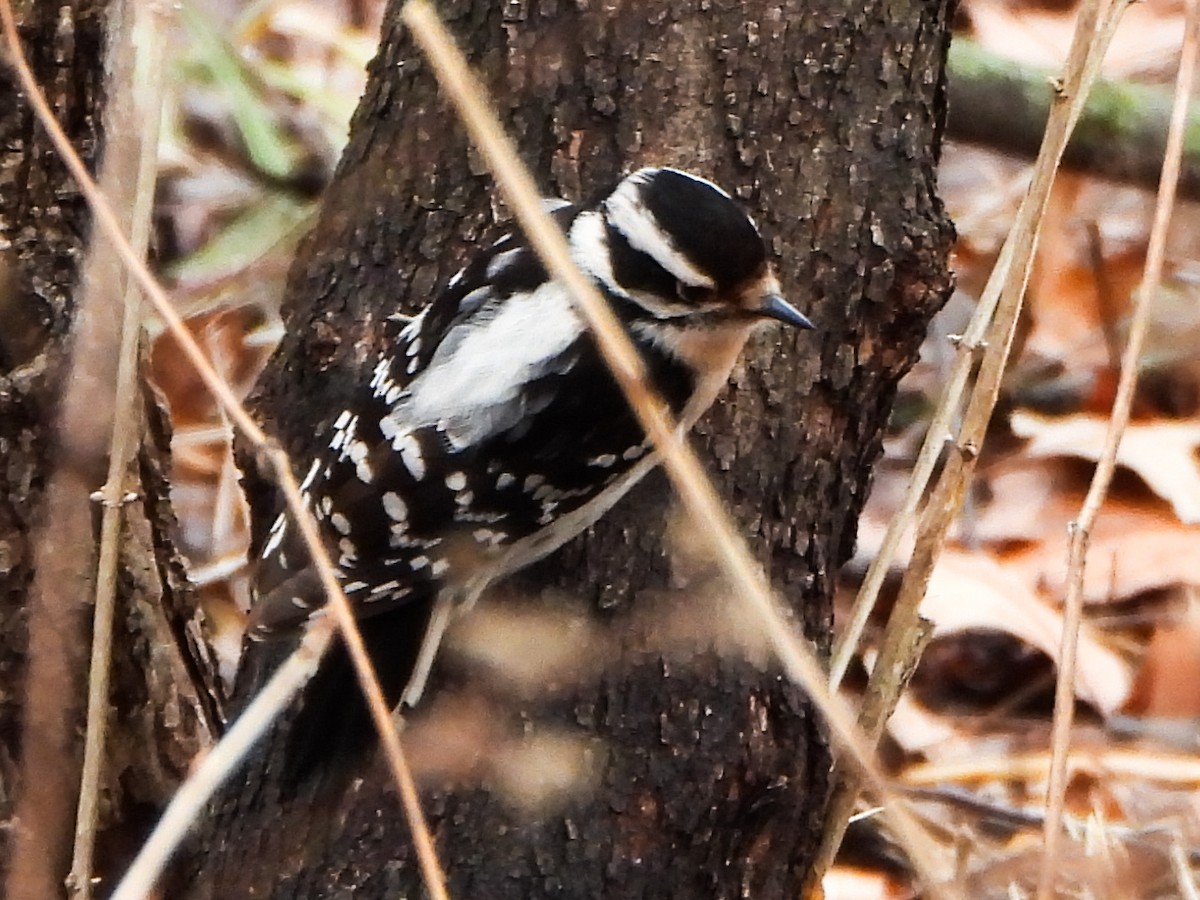 Downy Woodpecker - ML631623132