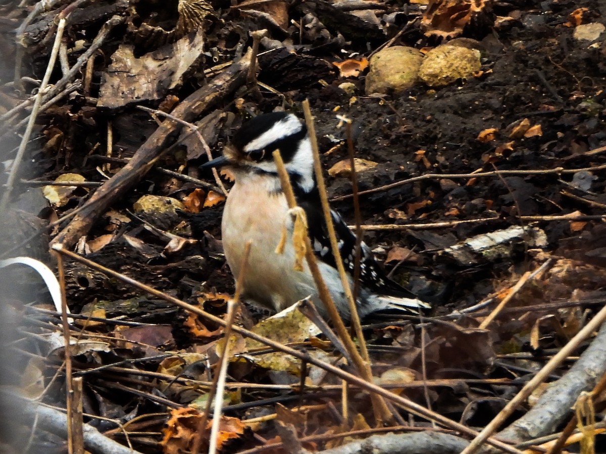 Downy Woodpecker - ML631623133