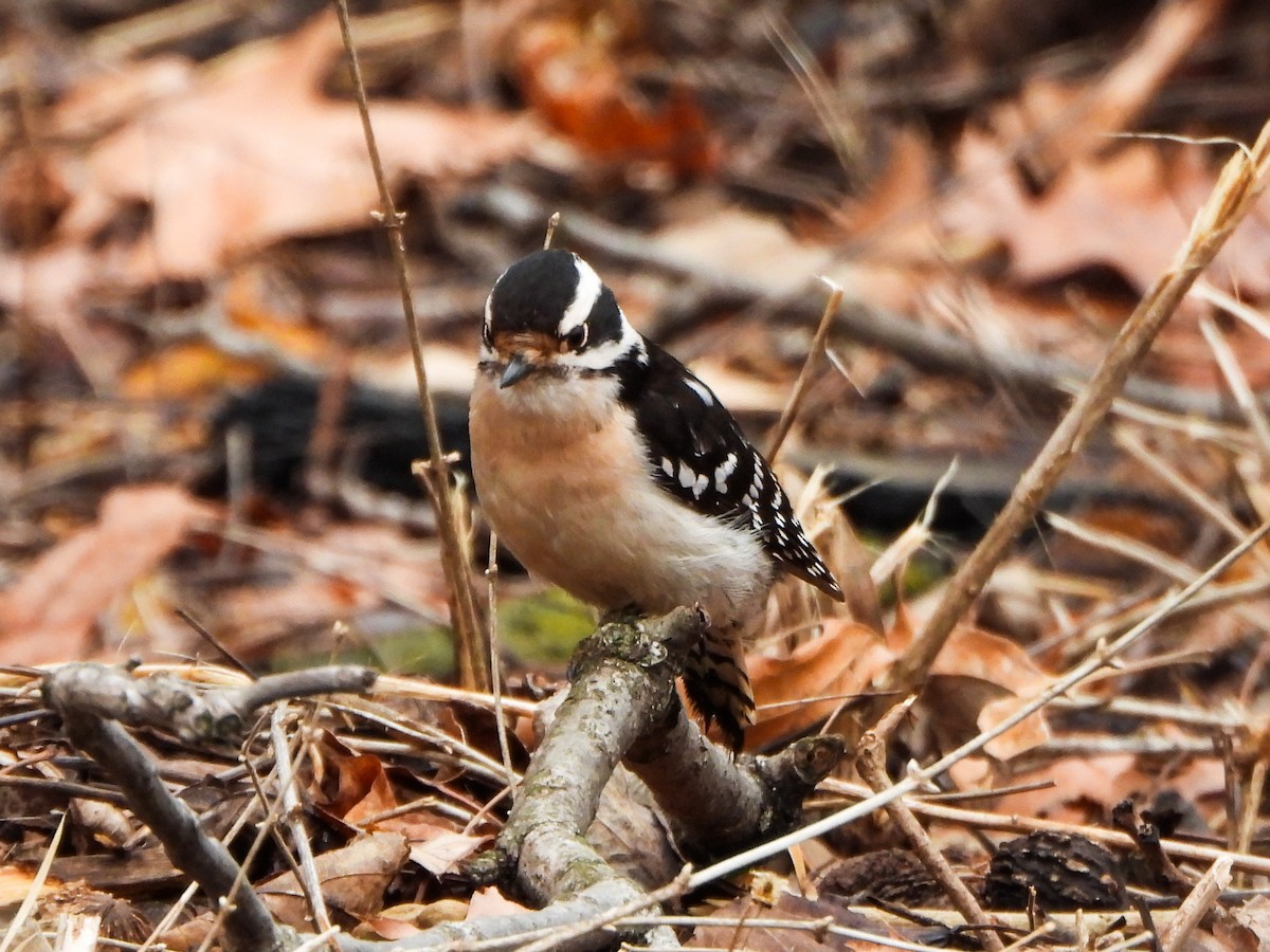 Downy Woodpecker - ML631623134