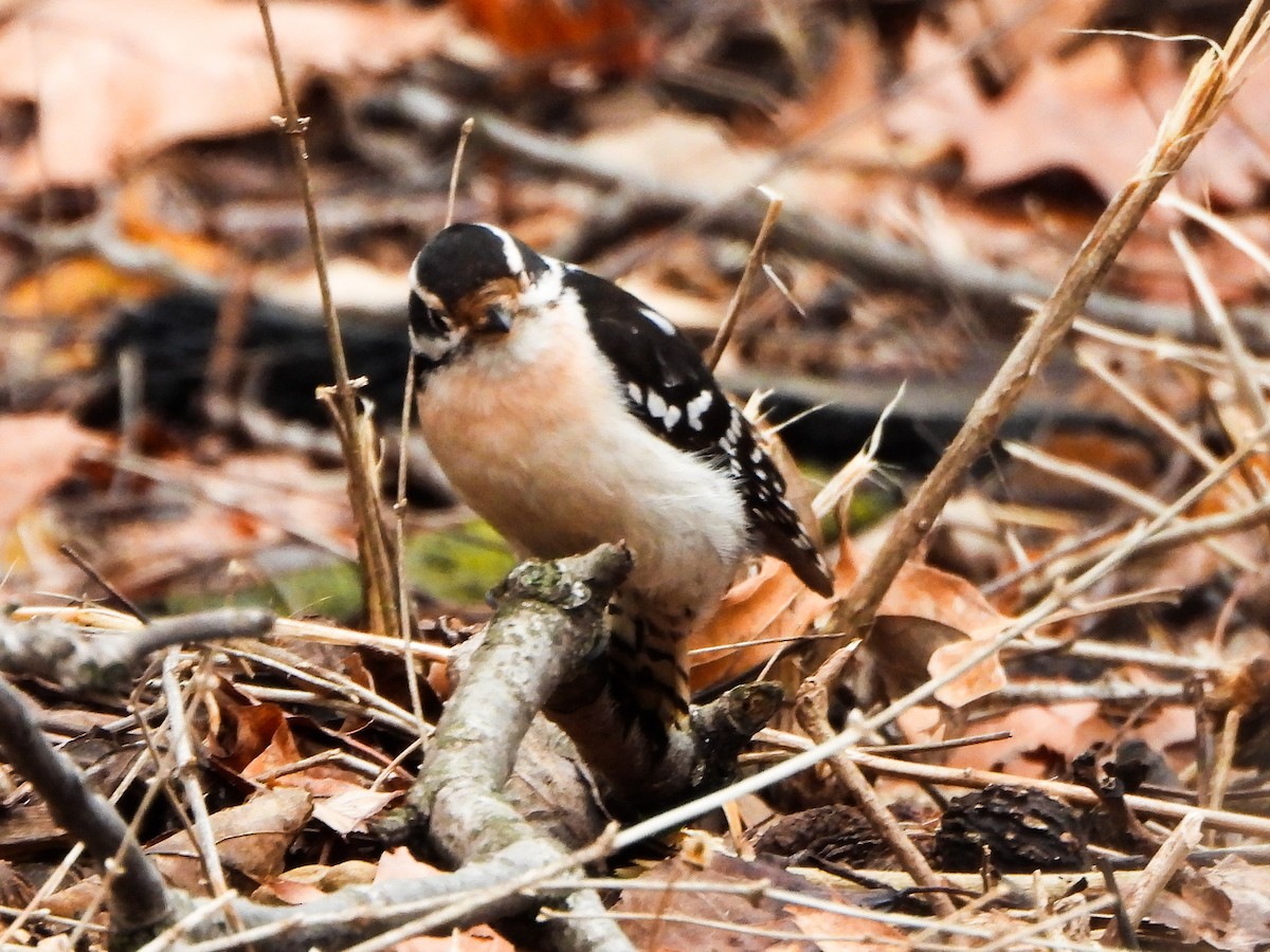 Downy Woodpecker - ML631623135