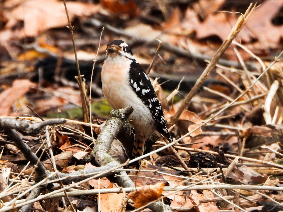 Downy Woodpecker - ML631623136