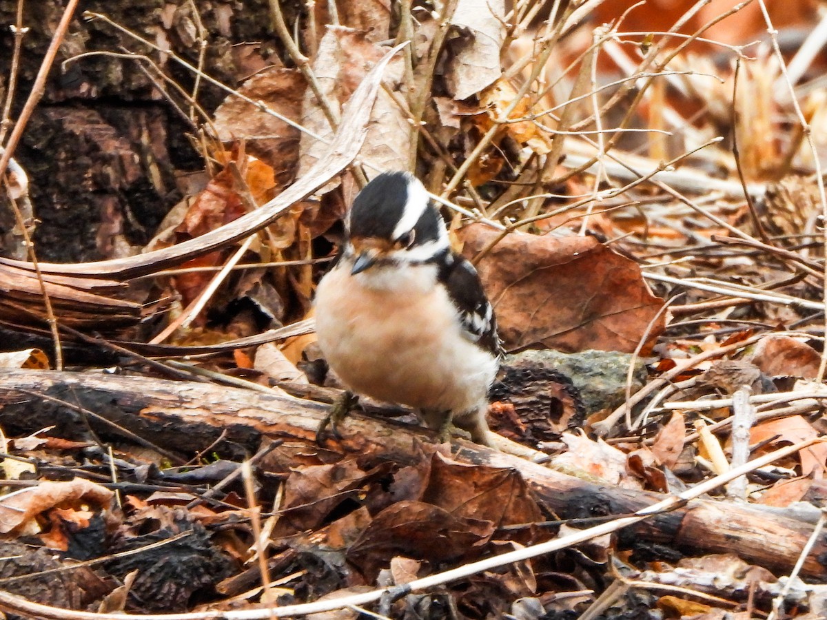 Downy Woodpecker - ML631623137