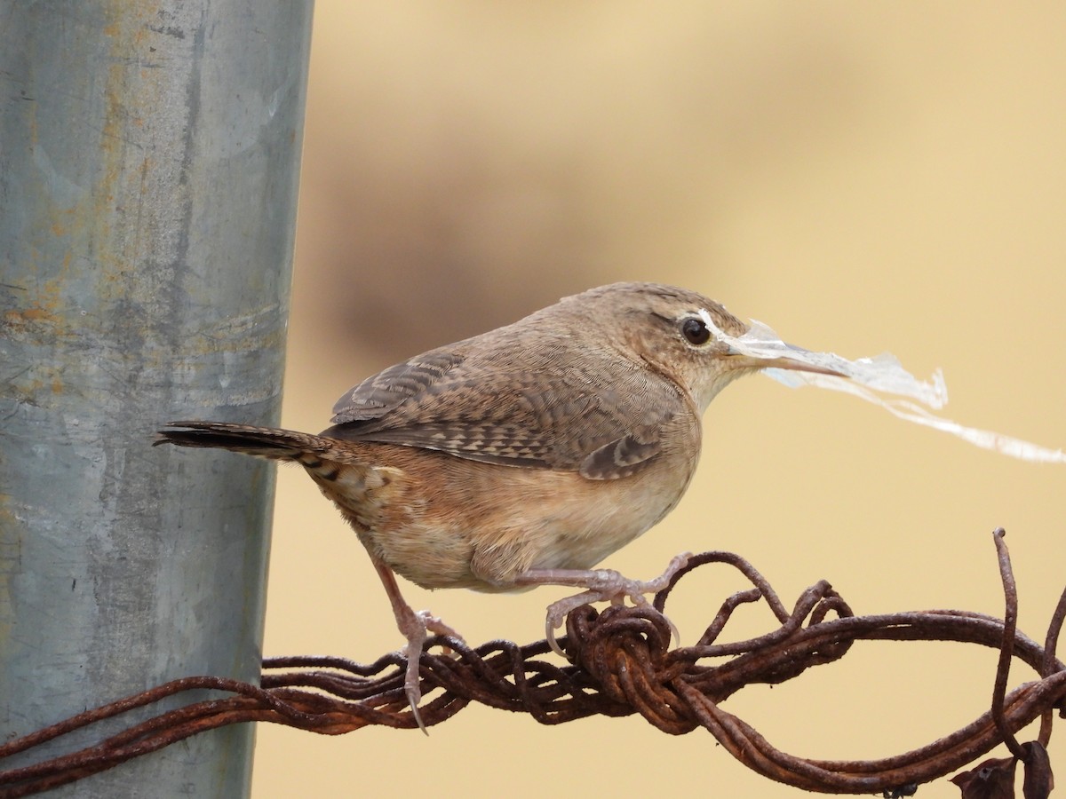Southern House Wren - ML631623145