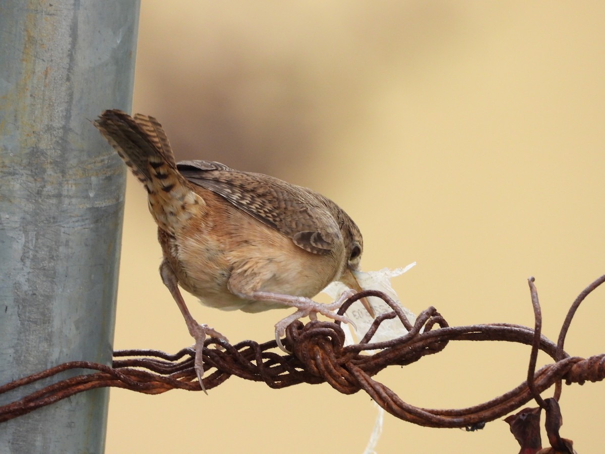 Southern House Wren - ML631623146