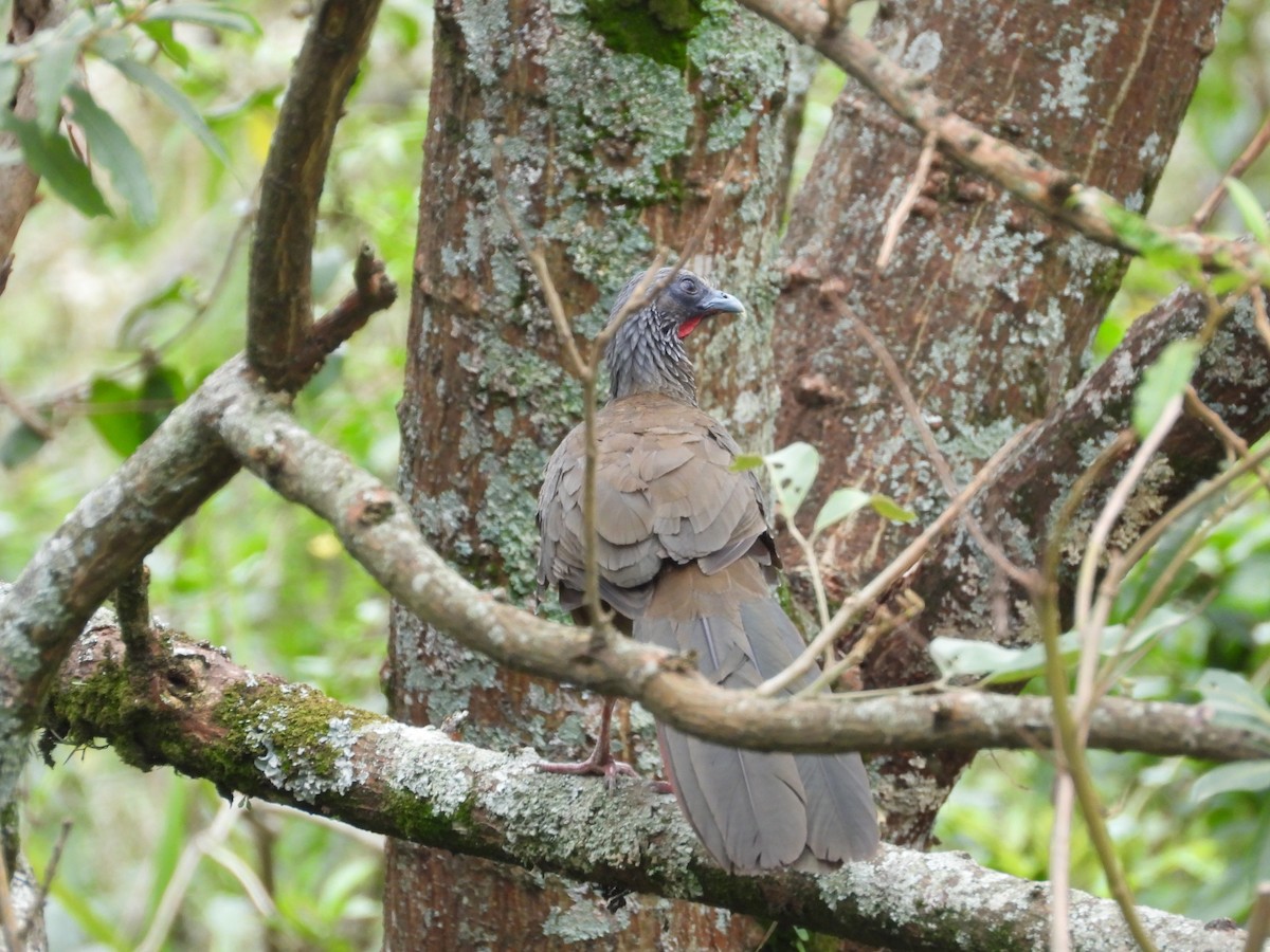 Colombian Chachalaca - ML631623261