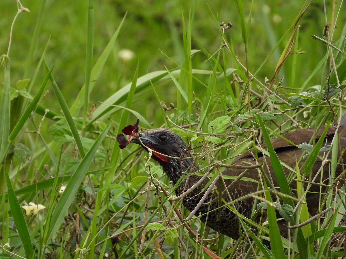 Colombian Chachalaca - ML631623264