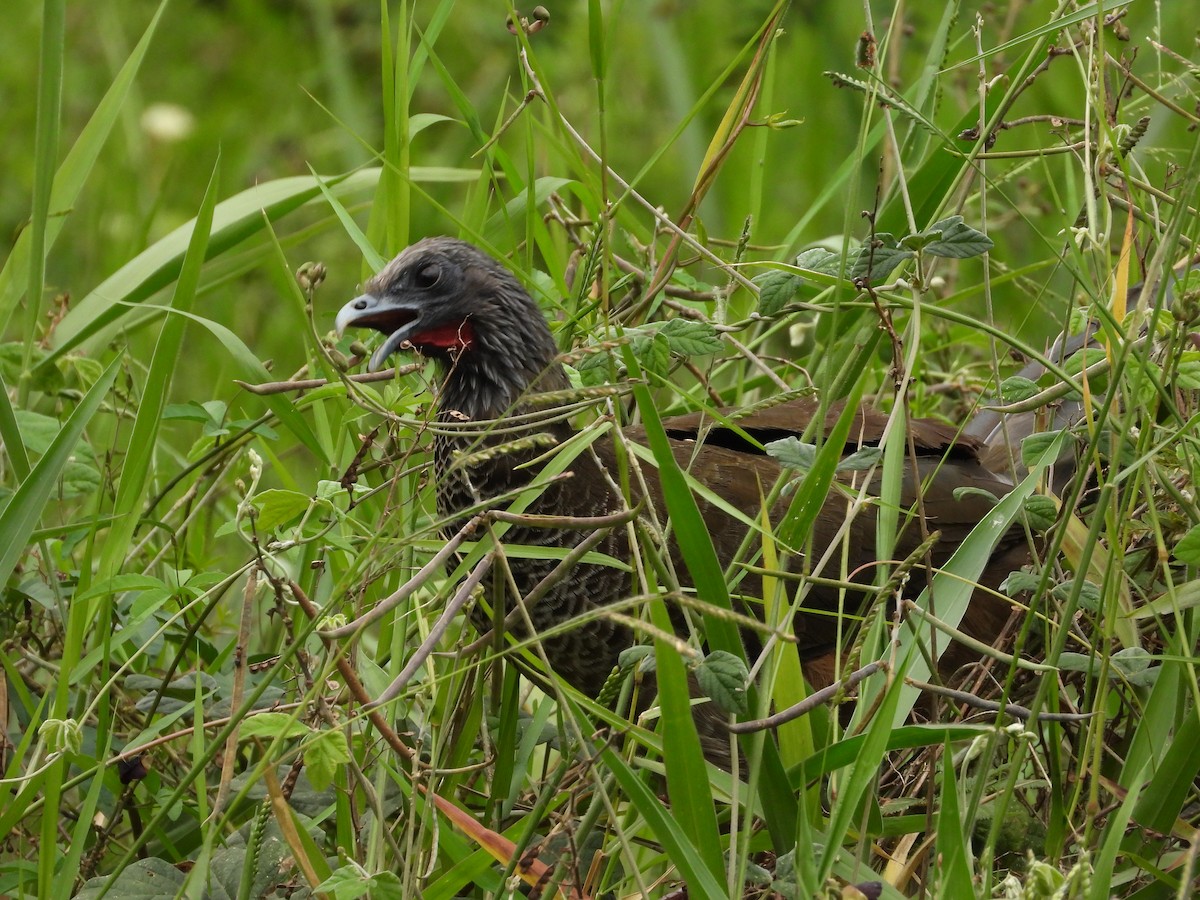 Colombian Chachalaca - ML631623265