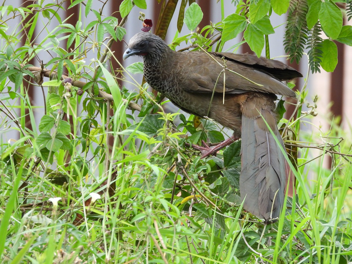 Colombian Chachalaca - ML631623266