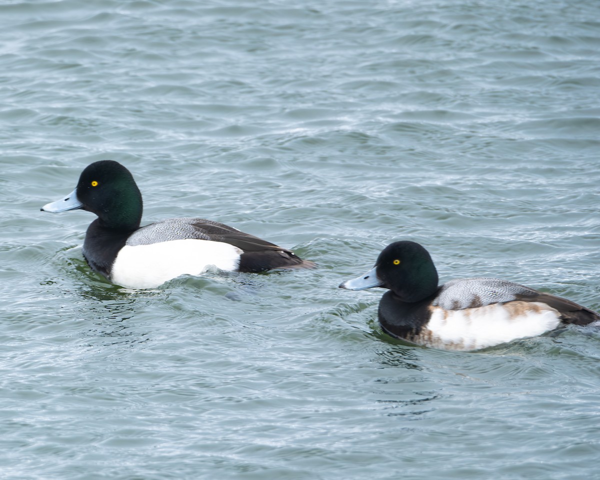 Greater Scaup - ML631623316