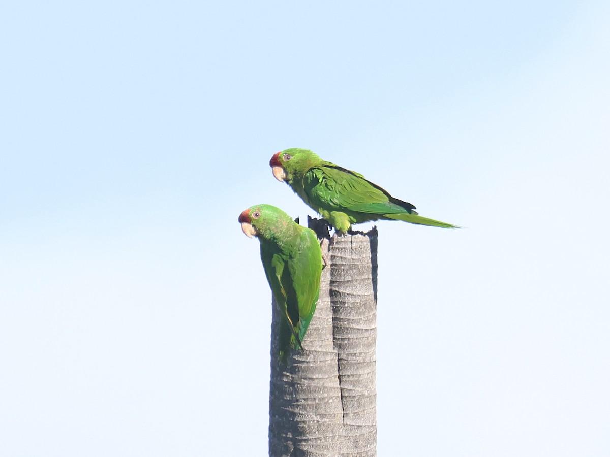 Scarlet-fronted Parakeet - ML631623448