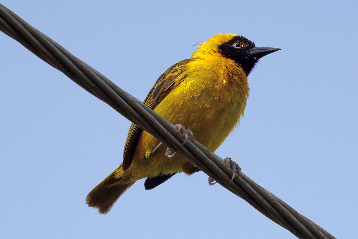 Slender-billed Weaver - ML631624043