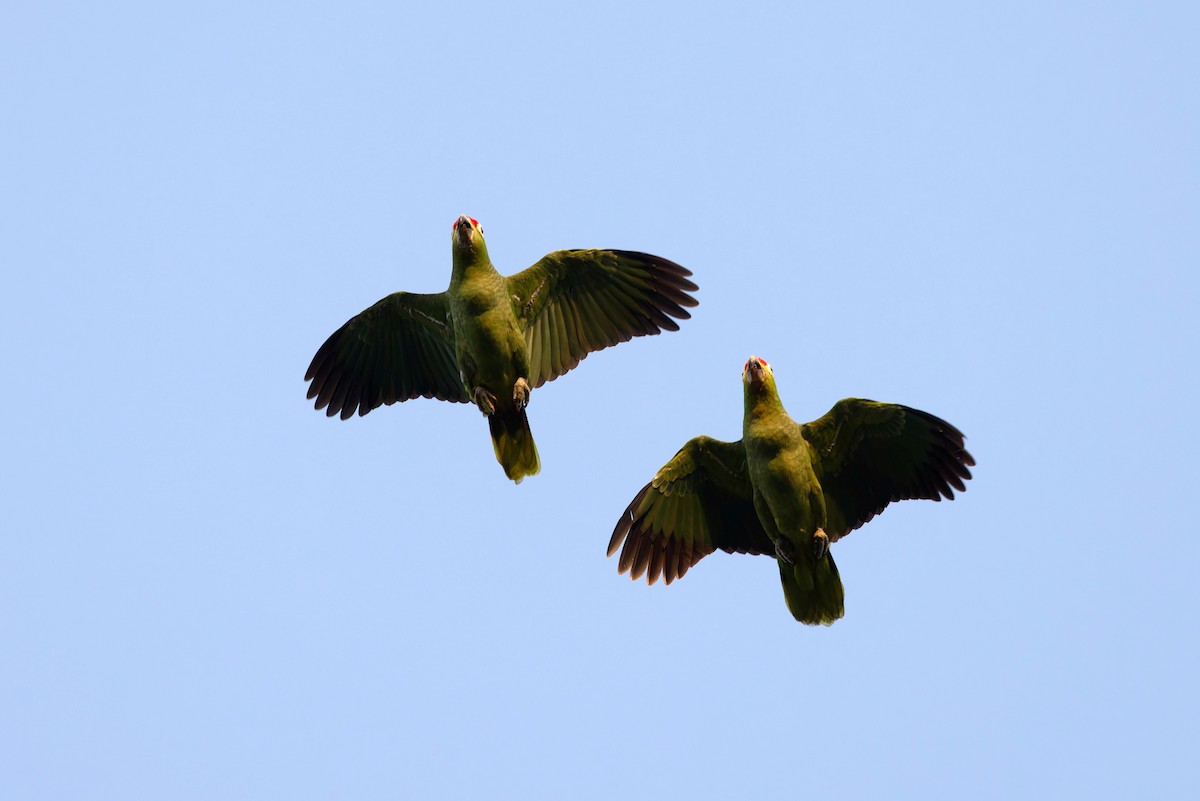 Red-lored Amazon - ML631624186