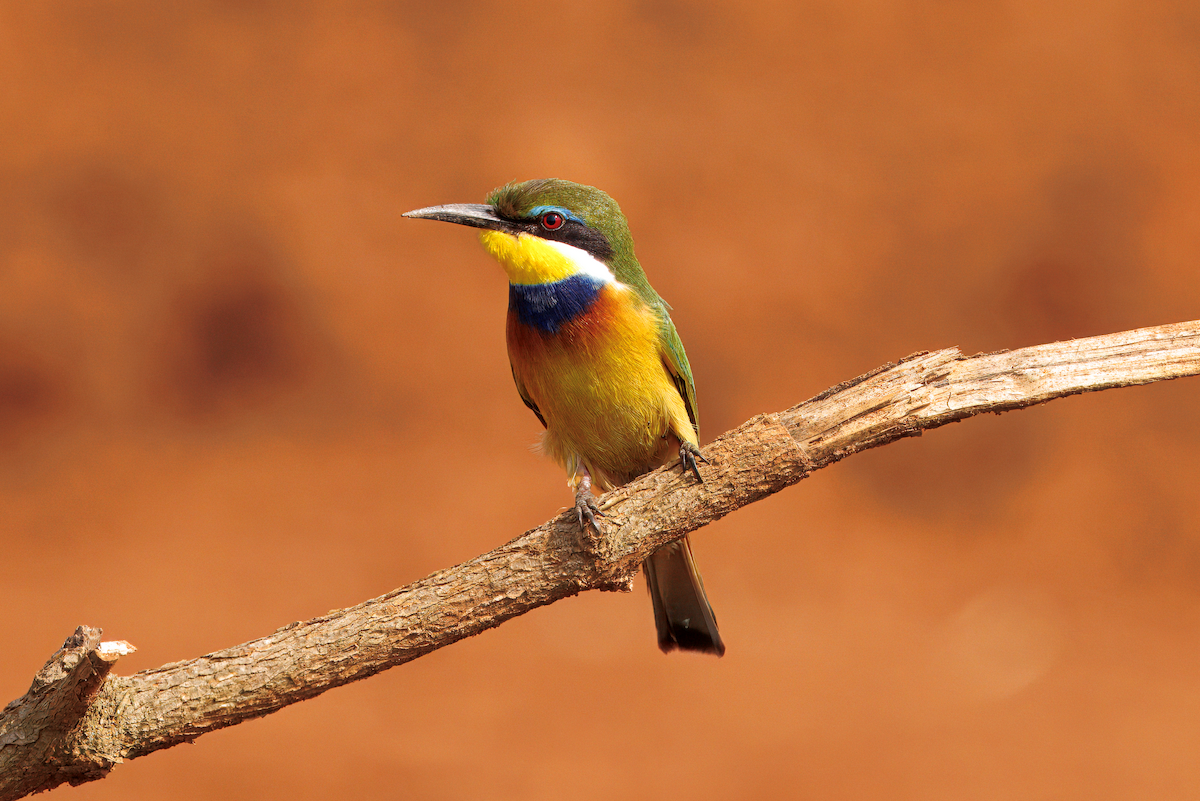 Blue-breasted Bee-eater - ML631624242