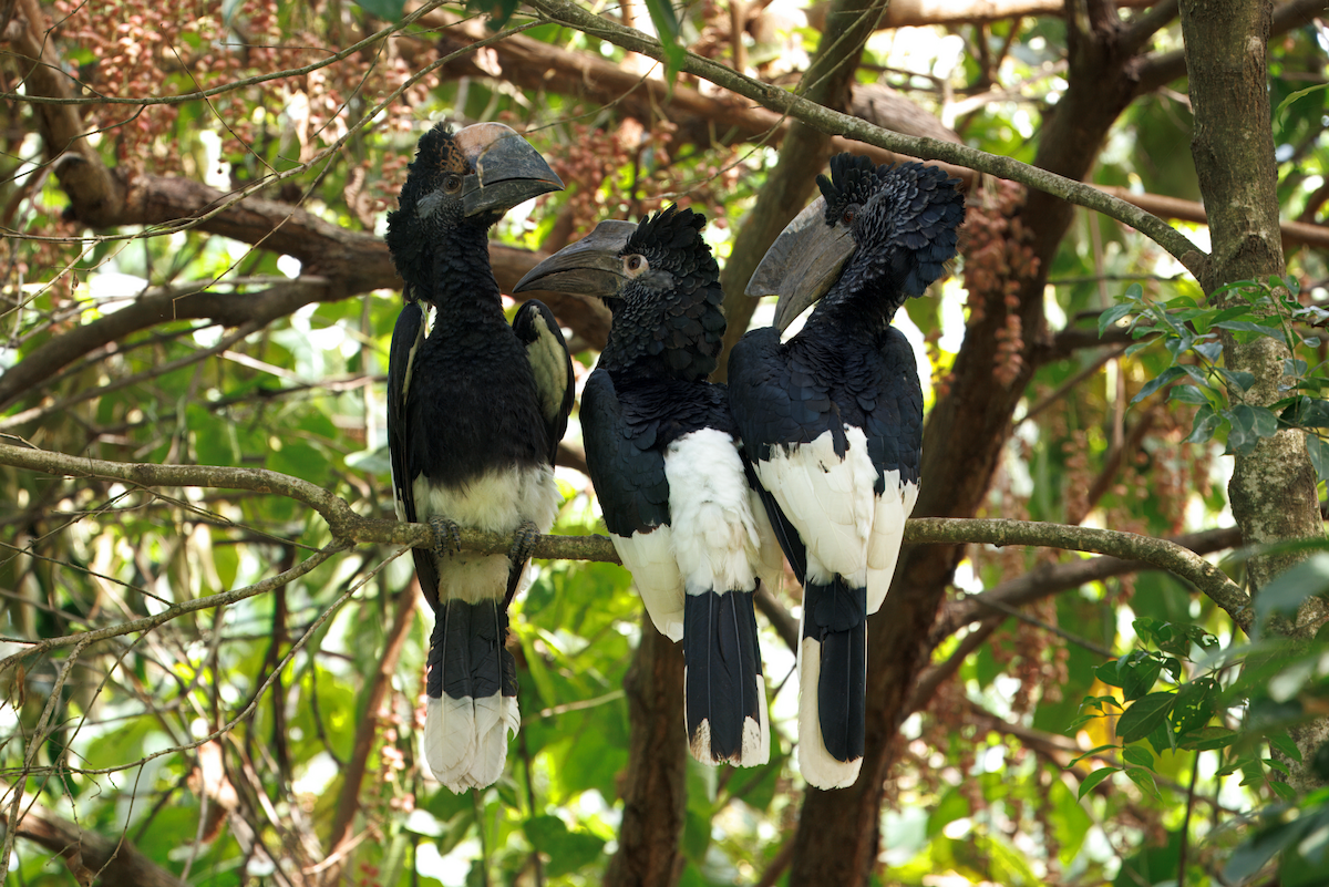 Black-and-white-casqued Hornbill - ML631624372