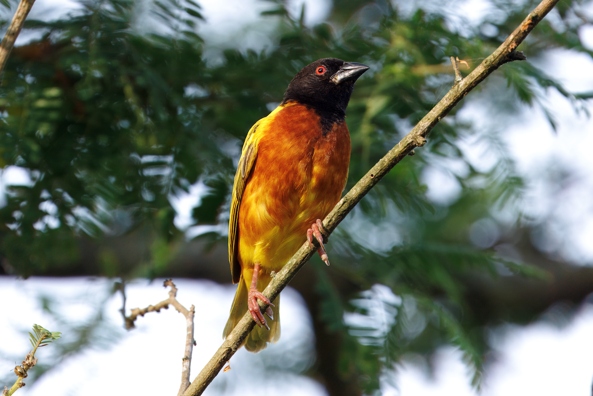 Golden-backed Weaver - ML631624409