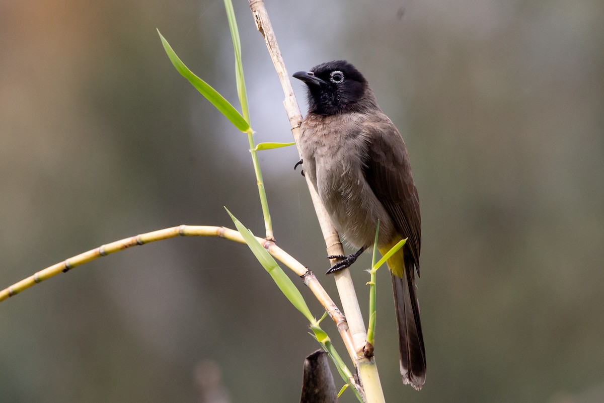 White-spectacled Bulbul - ML631624411