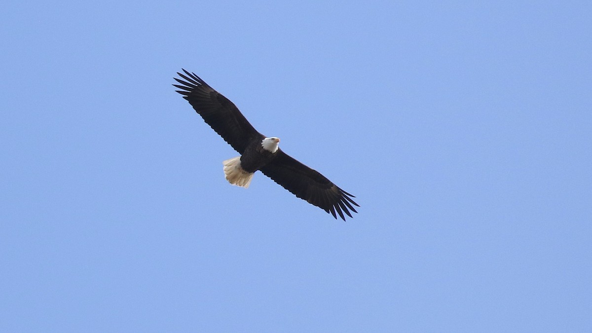 Bald Eagle - ML631624452