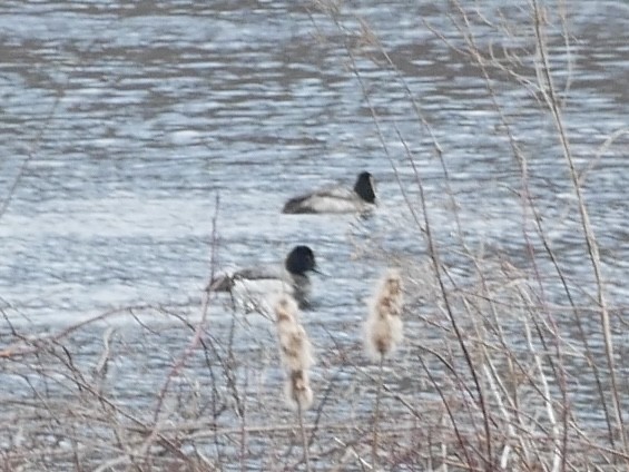 Lesser Scaup - ML631624522