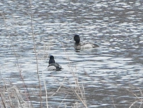 Lesser Scaup - ML631624523